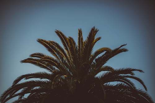 plant green palm tree tree